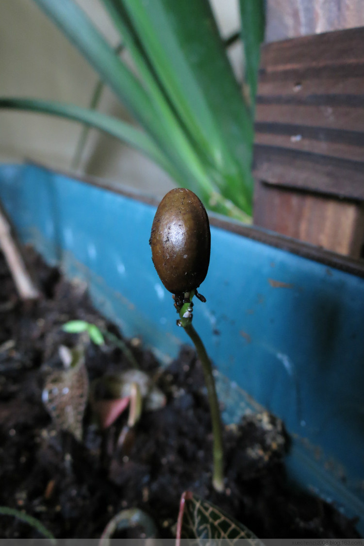子暄南方热带水果释迦种子番荔枝种子赖球果佛头果阳台庭院果树种子