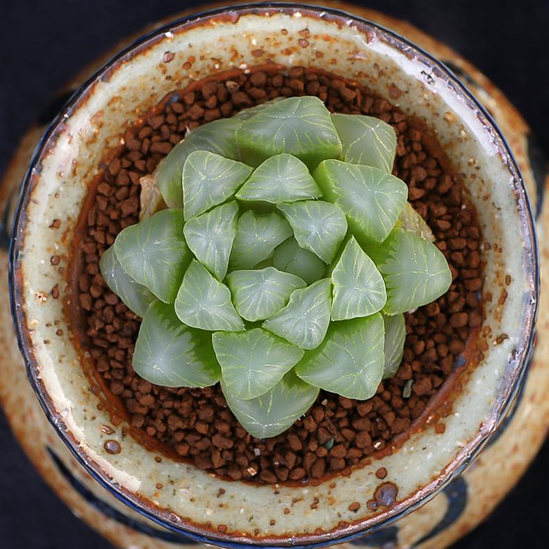 7cm大窗玉露多肉植物盆栽萌肉肉植物不含盆办公室防辐射绿植