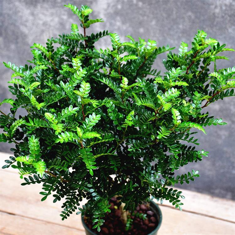 清香木驱蚊草室内盆栽花卉绿植植物四季常青净化空气吸甲醛胡椒木