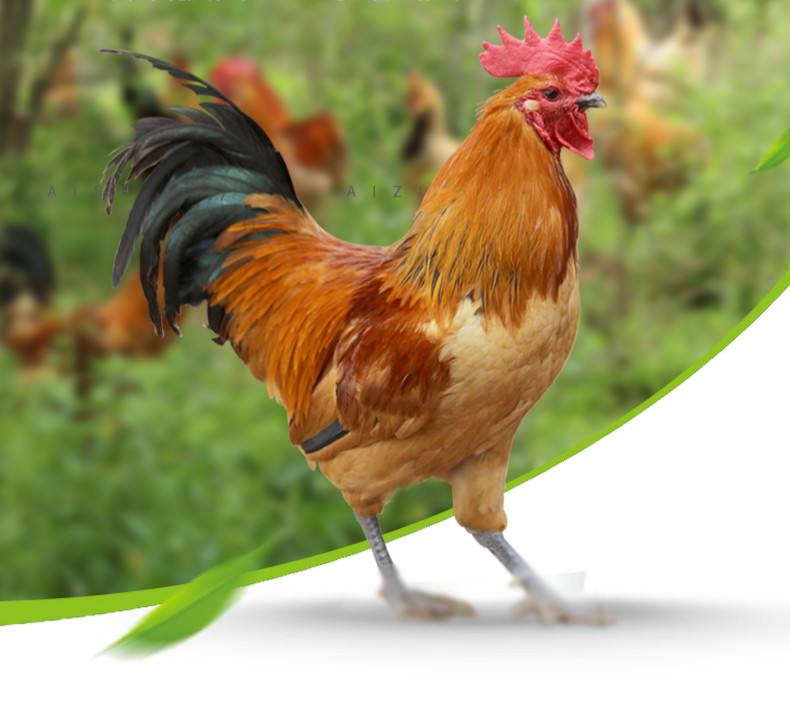 超级新品 草公鸡 1只 1-2斤 农家草公鸡 柴鸡大公鸡 产发