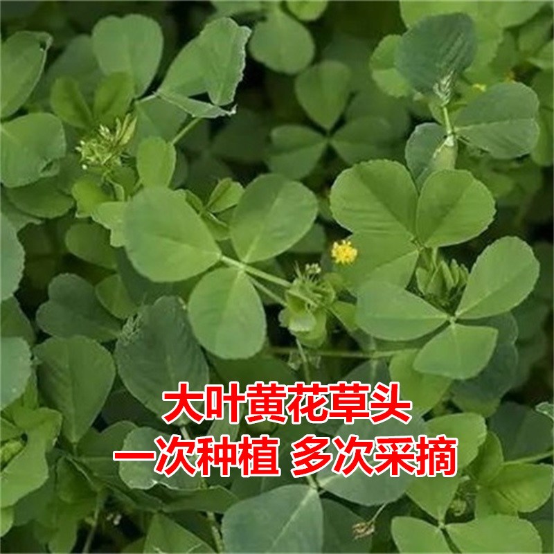 金花菜头种子三叶秧大叶花菜苜蓿上海特产母齐头春秋季蔬菜