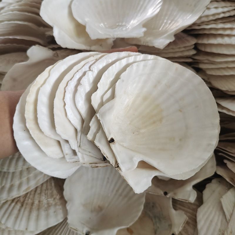 扇贝壳批发蒸扇贝夏威夷半壳大贝壳蒜蓉粉丝 10-12cm白扇贝(100片装)