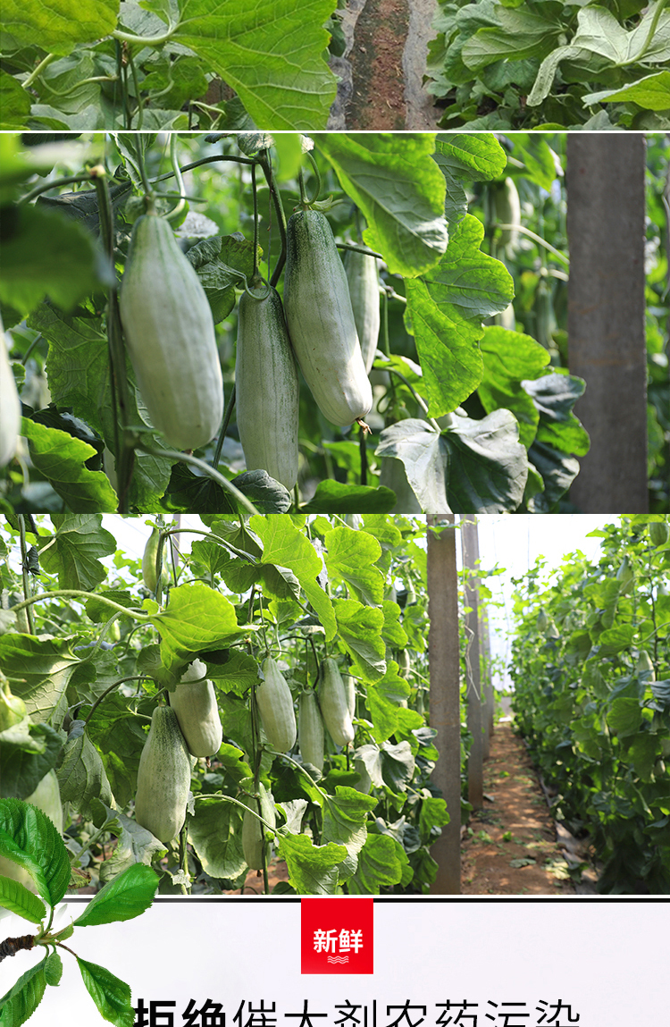 山东羊角蜜甜瓜5斤装产地直发单果300400g