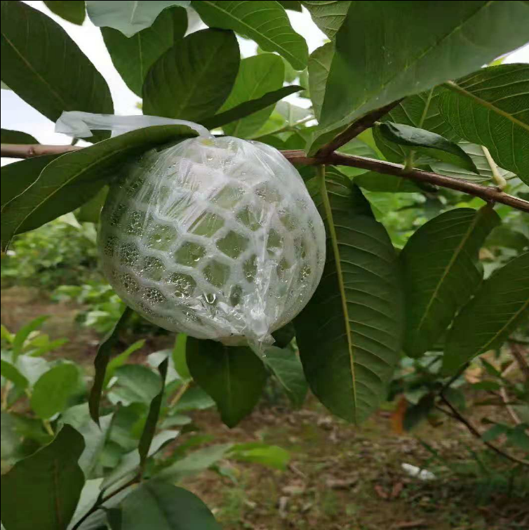 《单薄膜袋一千个 套果袋芭乐番石榴袋专用套袋防虫套袋网套释迦套袋