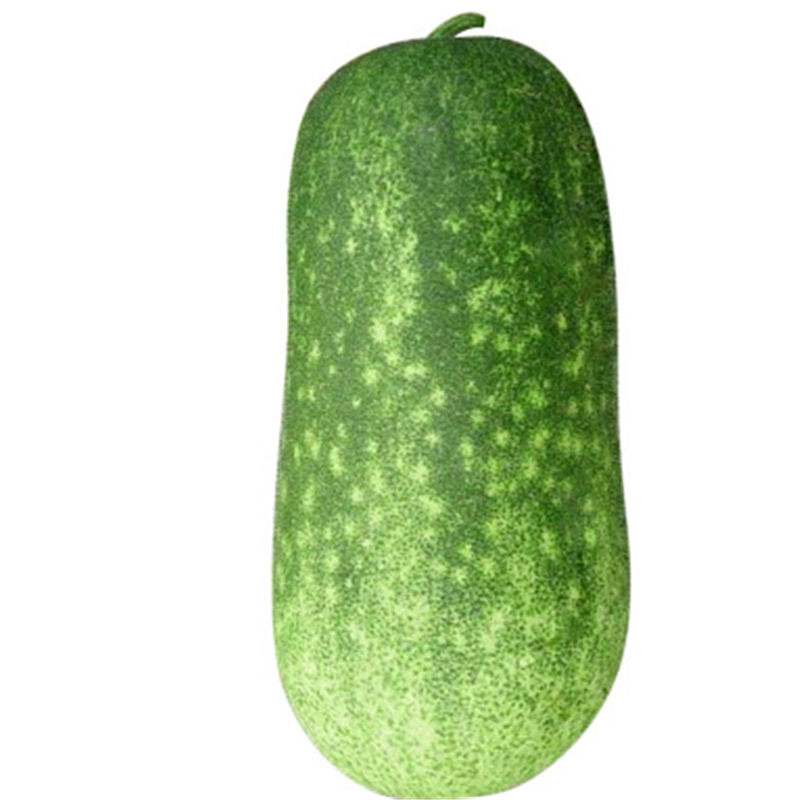 帮达早绿冬瓜种子水果小冬瓜果蔬菜种子阳台家庭盆栽庭院垂吊植物