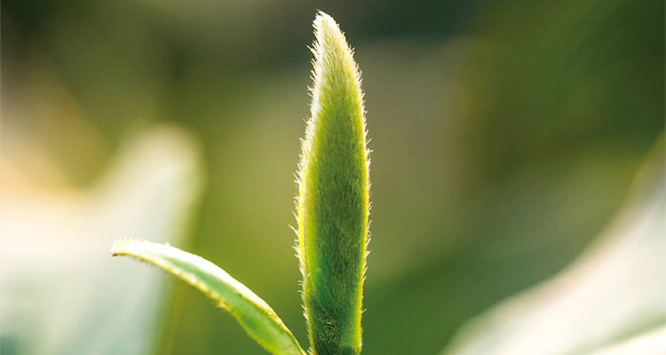 小罐茶信阳毛尖绿茶2020年春茶新茶茶叶礼盒装40g