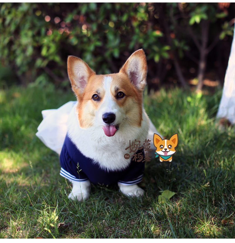 超级新品 婉蔓柯基 学院裙蓬蓬裙柯基衣服宠物狗狗裙子可爱卖萌夏天