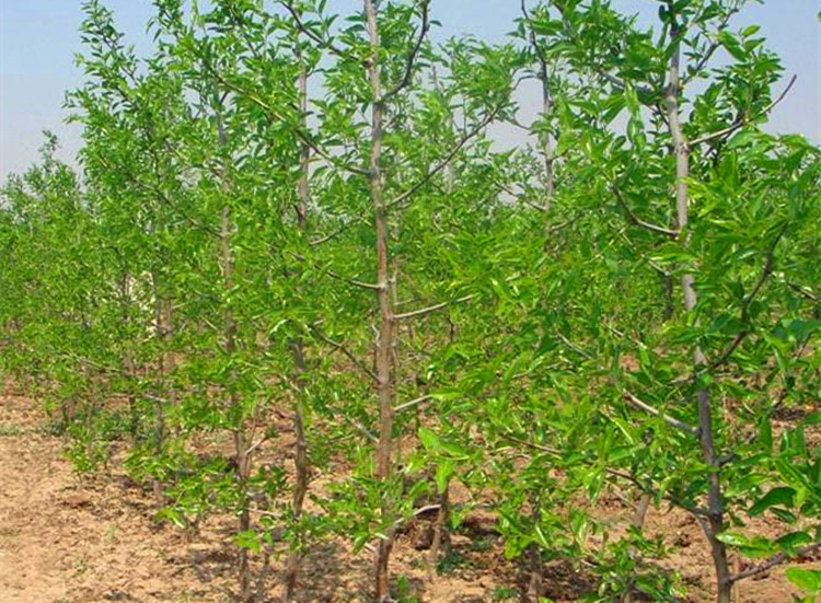 子喧枣苗枣树苗葫芦枣苗沾化冬枣树苗雪红枣嫁接果树苗南北方种植