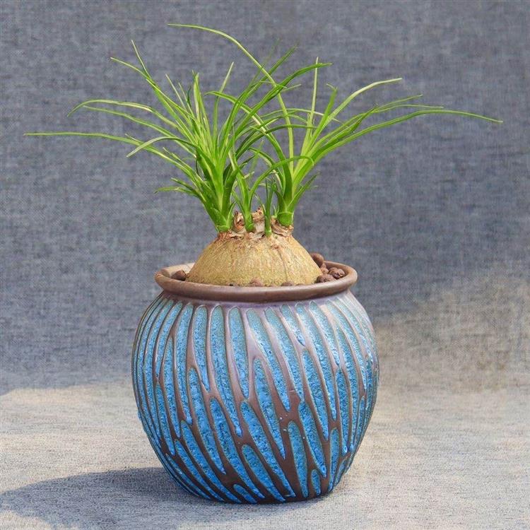 酒瓶兰九品香兰幽香驱蚊室内耐阴常绿植物象腿树花卉盆栽