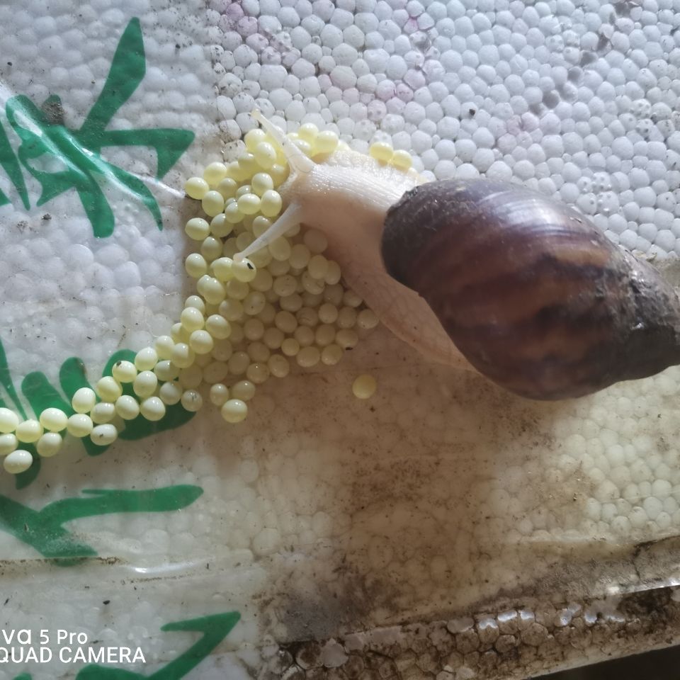 《2只种牛 怀孕白玉蜗牛临产种蜗牛,送养殖资料养殖孵化技术,养殖场