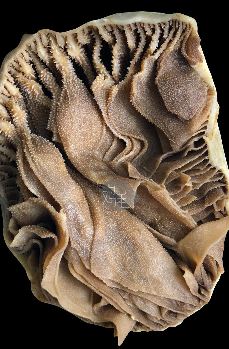 整块带底板白毛肚5斤装【价格 图片 品牌 报价】-苏宁