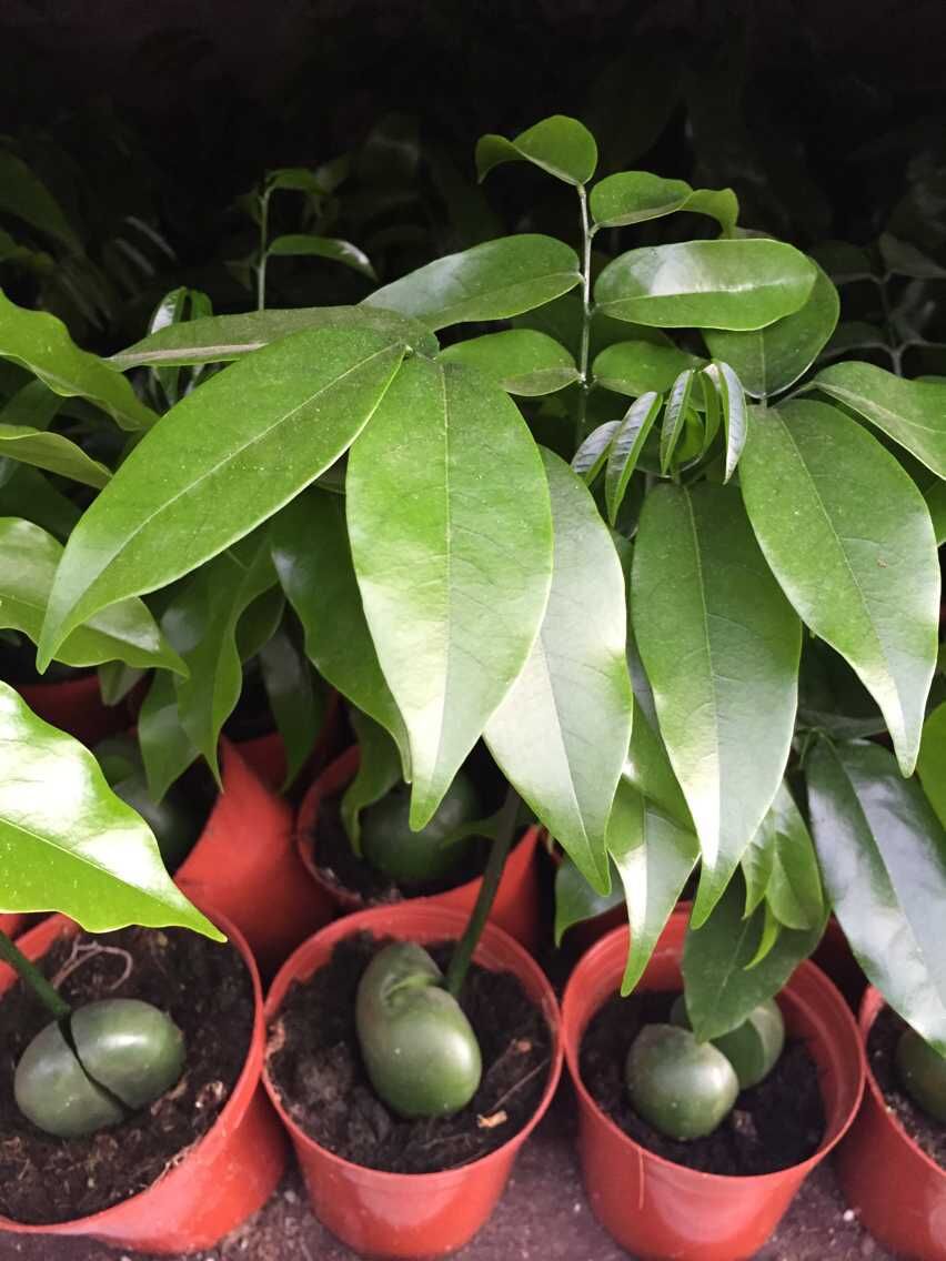 开心果盆栽迷你办公室阳台绿植花卉观果植物元宝树进宝花苗含原盆货