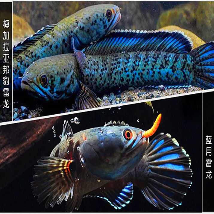雷龙鱼饲料巴卡七彩虹阿萨姆黑魔神雷龙专用大小型高钙发色颗粒粮50克