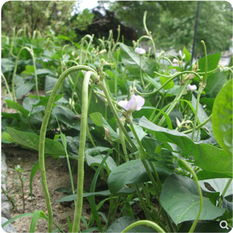 子暄园艺用品 小五叶早熟长豆角豇豆种子阳台庭院菜种