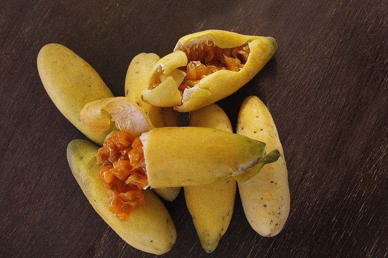 种香蕉百香果苗加拿大甜蜜蜜百香果树苗金百香果树苗