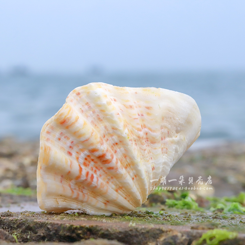 优选好货荷花贝佛手贝天然大贝壳工