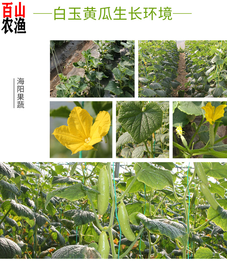 海阳白玉黄瓜生产地图片