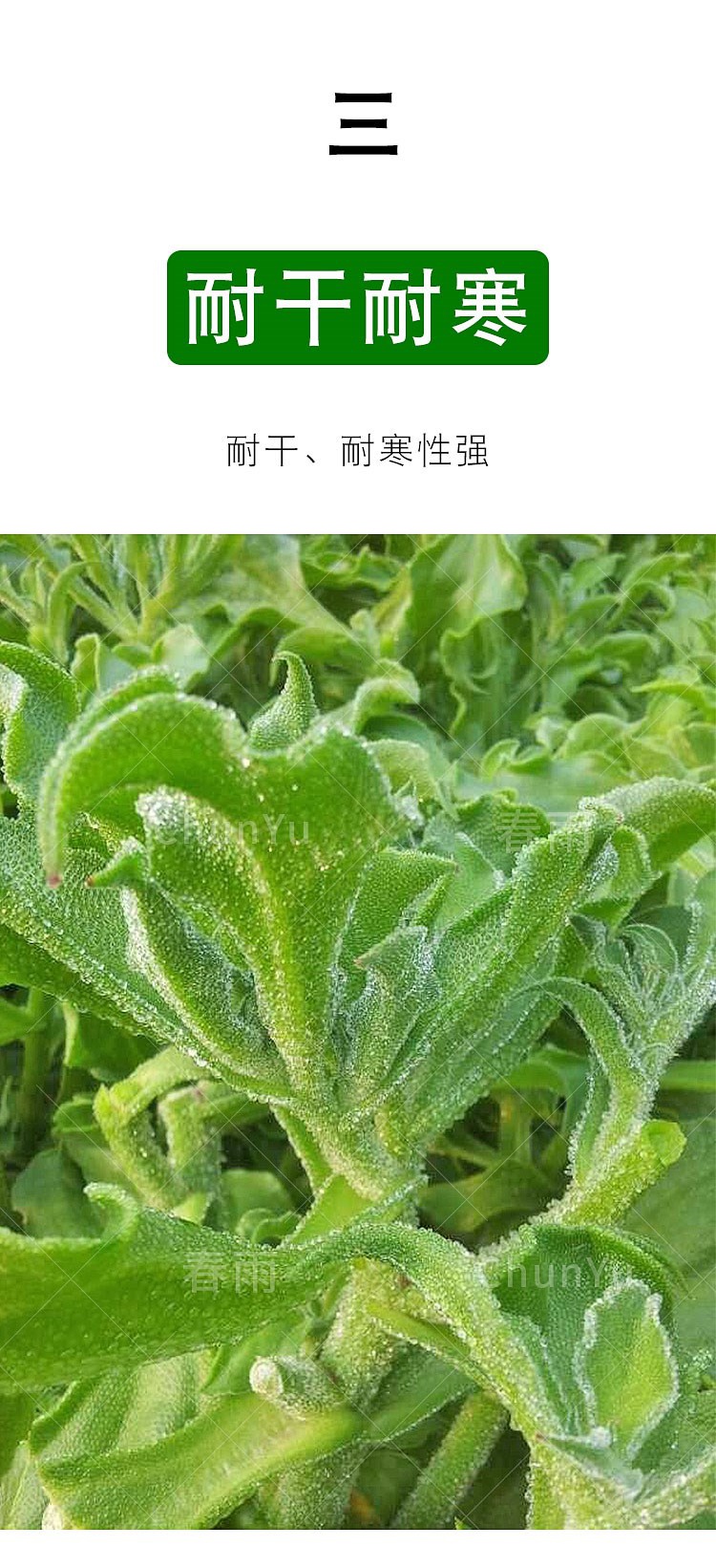 水晶冰菜種籽苗非洲冰冰菜四季春季春播夏陽臺種菜農家蔬菜種子