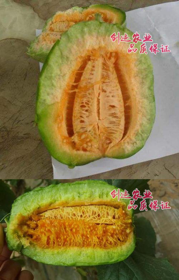 高产芝麻蜜甜瓜种子陕西特产香瓜高糖水果当地四季种植超甜
