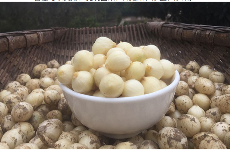 团葱新鲜苦藠小葱头蔬菜藠头可开发票15kg