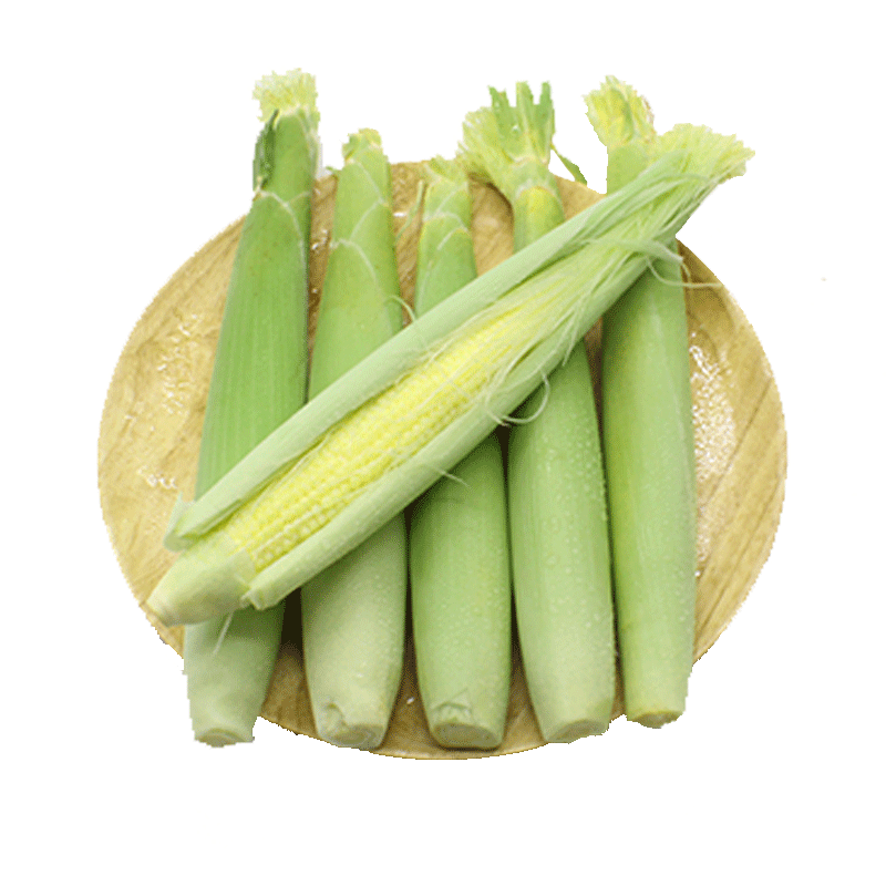 现摘即发玉米笋10斤装新鲜小玉米笋玉米芯时令蔬菜沙拉农产品