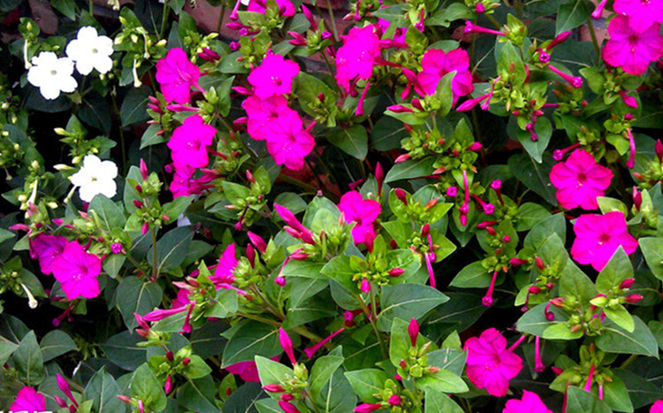 子暄紫茉莉种子花鲜花籽紫色花胭脂花宿根花卉多年生景观花海