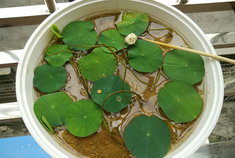 荷塘泥天然纯正淤泥塘泥碗莲睡莲水生花卉专用营养泥营养土