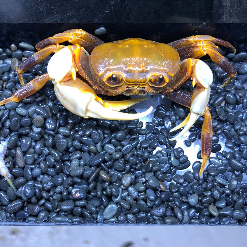 《束腰图纹蟹一只 南海溪蟹观赏蟹爬虫爬宠紫罗兰束腰蟹田蟹溪蟹相守