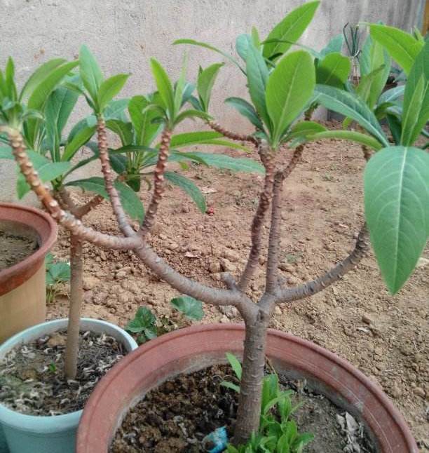 吉祥植物爱情树金腰带结香花苗结