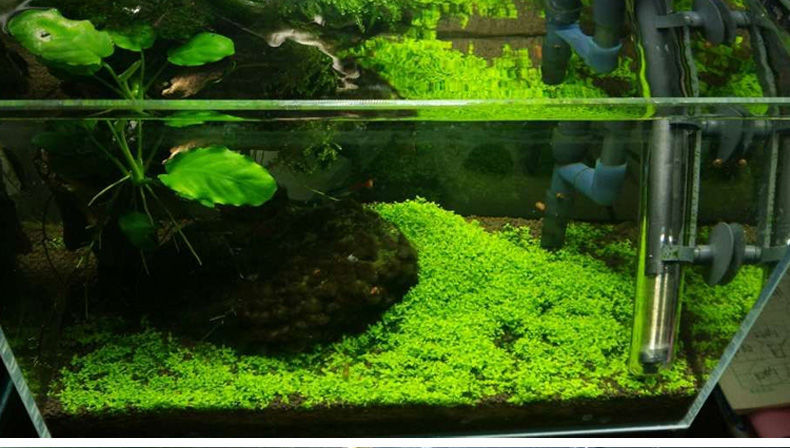 鱼缸水草泥鱼缸底砂沙基肥料亚马逊水草泥不浑水藻泥造景套餐陶粒