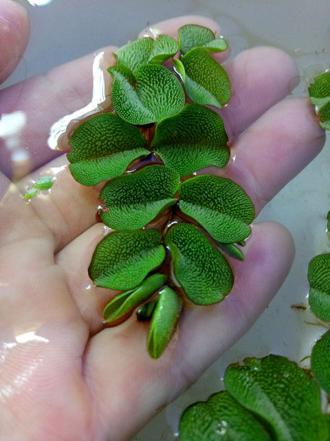鱼缸水草浮萍肚兜萍一叶莲浮性水草净化水质除no3养鱼龟活体植物