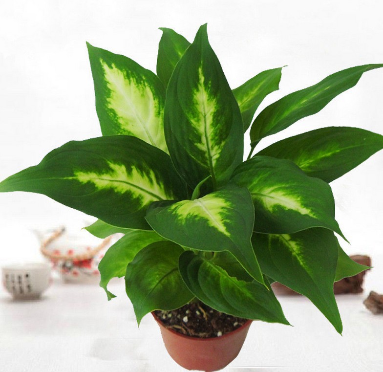 万年青绿植银皇后盆栽叶花卉懒人办公室