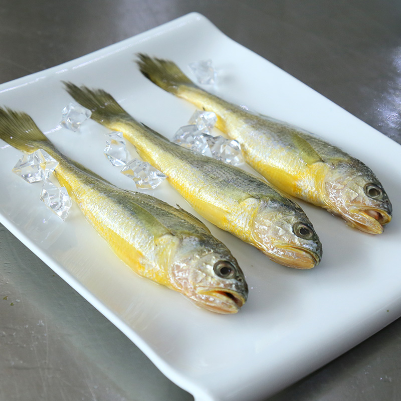 xj花鱼青岛特产新鲜大花鱼海捕大鱼海鱼3斤可开发票