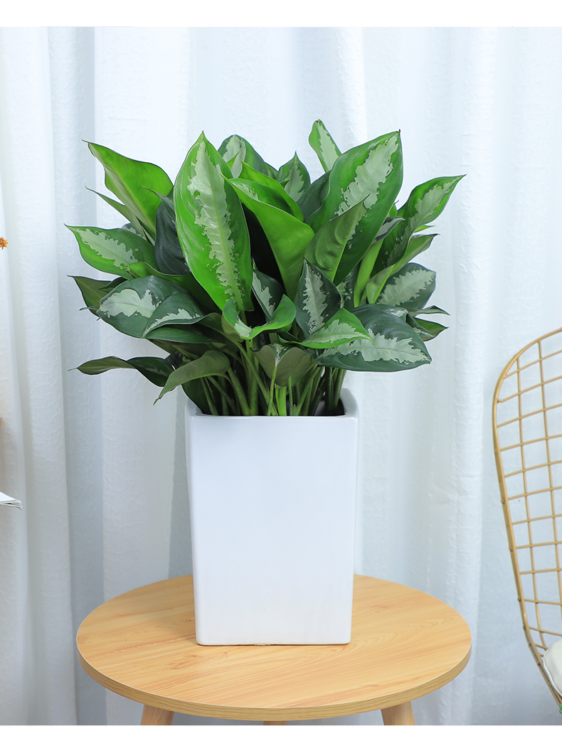 子暄园艺用品 雅丽皇后花叶万年青盆栽植物吸甲醛净化空气好养易活办