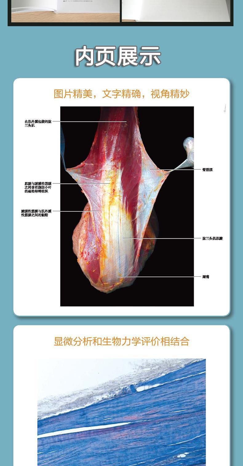 人体筋膜系统功能解剖图谱(意)卡拉·斯德科(carla stecco 著王行环