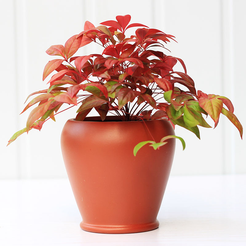 超级新品 火焰南天竹树苗盆栽花红天竹盆景老桩植物室内南天竺红叶