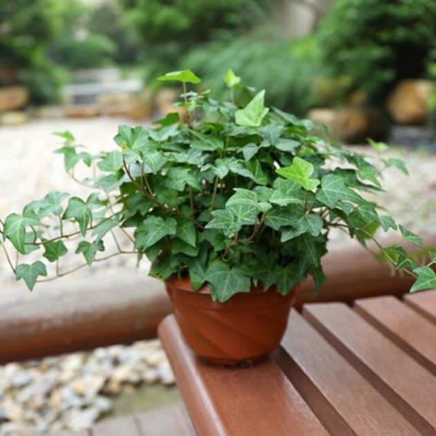 常青藤客厅绿植盆栽大垂吊篮花藤蔓四季长吊兰花常春藤