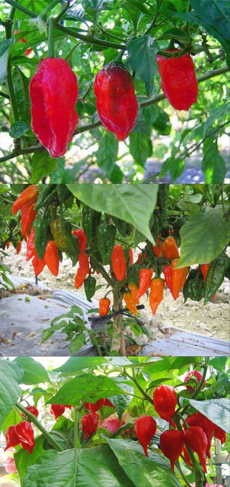 优友莱芮魔鬼椒种子印度鬼椒种子断魂椒种子超辣的辣椒品种.