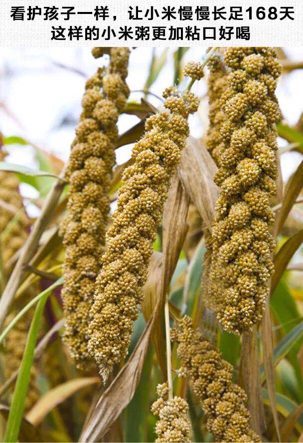 馋宝驾到 小米5斤 黑龙江小米子小黄米粥 新米月子米农家杂粮谷子米