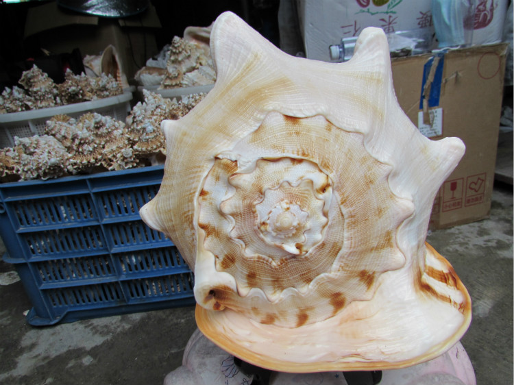 新选一默创意贝壳摆件螺天然超大海螺
