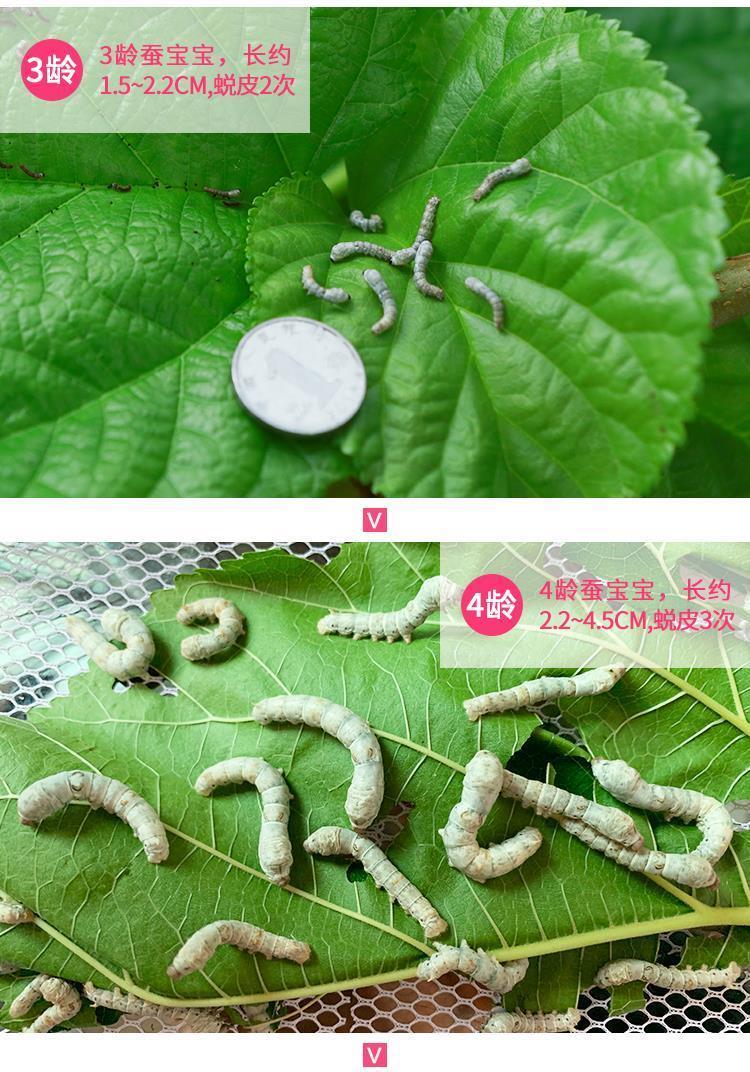 蚕宝宝活体幼虫金丝蚕送新鲜桑叶七彩蚕白色小蚕1龄4龄春蚕1龄小蚕10