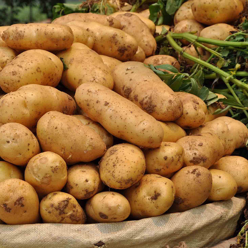 湛航贵州特产威宁农家土豆洋芋新鲜黄皮黄心农家自种马铃薯洋芋土豆