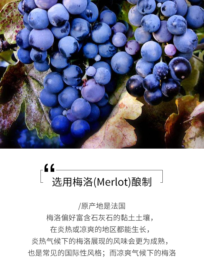 泰妮丝(tanins)进口葡萄酒 法国原瓶进口葡萄酒 泰妮丝梅洛 干红葡萄