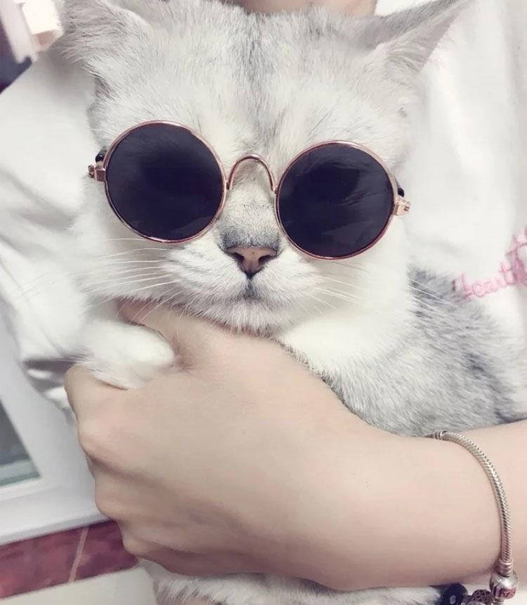 墨镜时尚圆框墨镜眼镜小猫打折宠物狗狗猫咪太阳镜可爱拍照