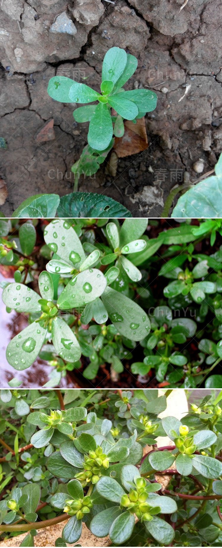 野生食用馬齒莧種籽馬齒莧菜馬莧菜野菜籽種四季春季春夏蔬菜種子