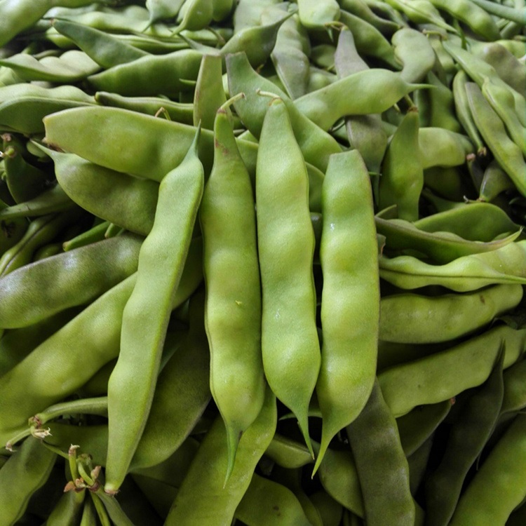 一点红油豆角5斤面豆角东北油豆角新鲜蔬菜产发