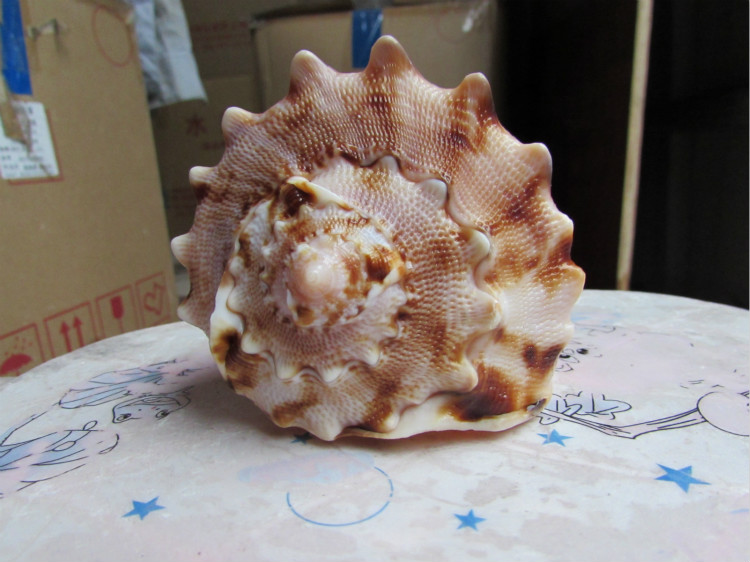 新选一默创意贝壳摆件螺天然超大海螺