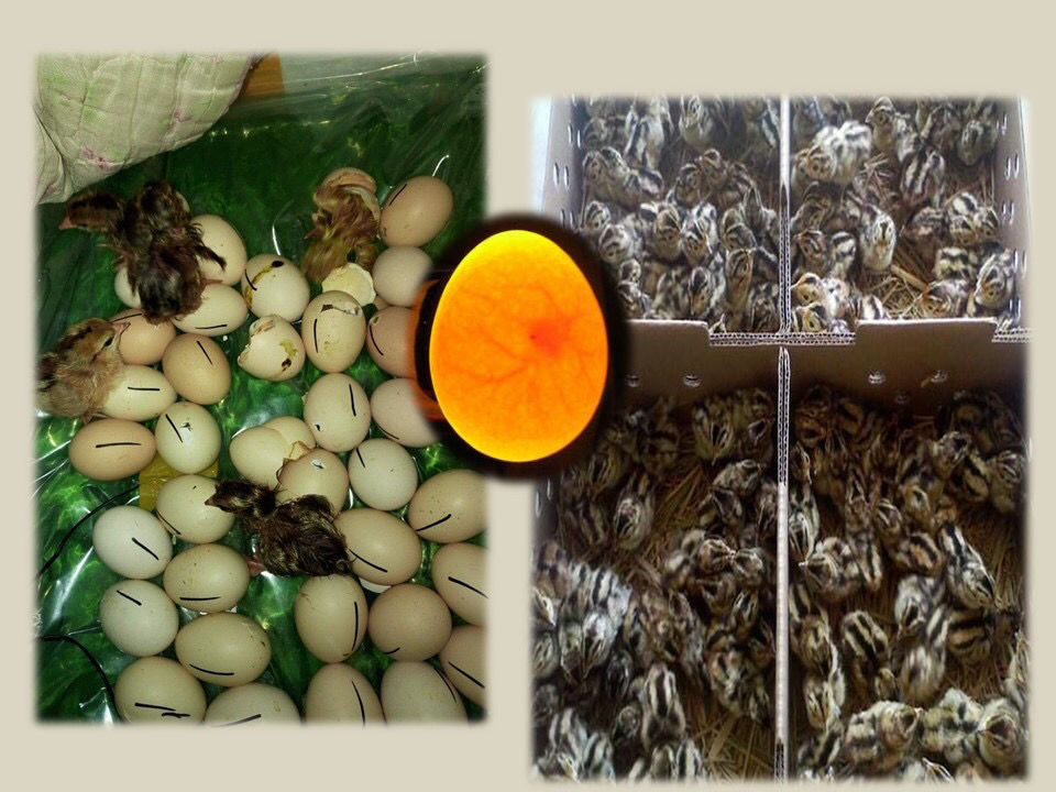 正宗七彩山鸡种蛋受精蛋可孵化小鸡人工饲养新鲜种蛋鸡15枚不保证受精