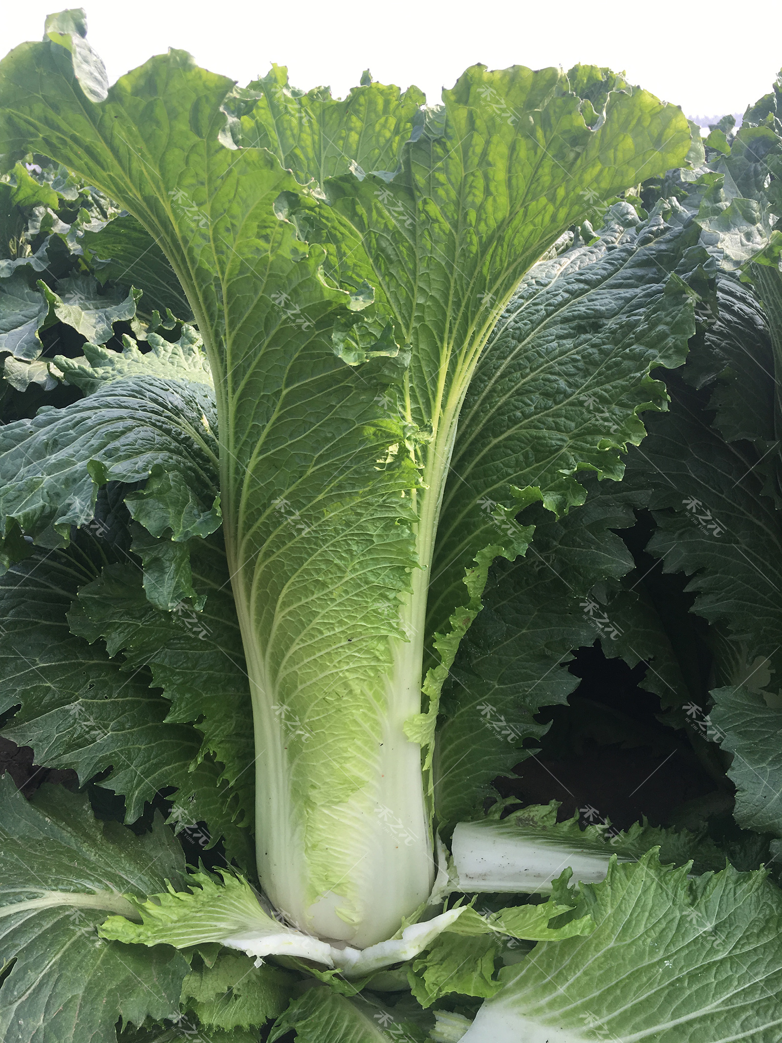 天津青麻葉大白菜種子早熟高產秋季冬蔬菜籽紹菜山東小大白菜種孑