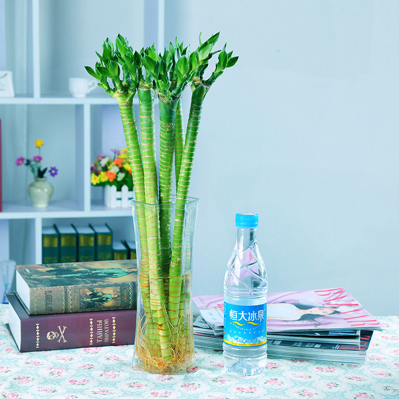 夏也【xj】龙竹 富贵竹子龙爪 莲花竹水培竹直竹 水培植物花卉盆栽 不